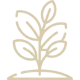 Plantes médicinales
