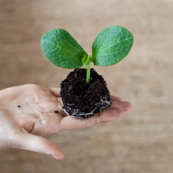 Plante fraîche BIO